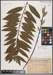 Salix burjatica Nasarow